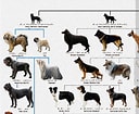 犬 系統図 に対する画像結果.サイズ: 128 x 105。ソース: isuta.jp