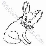 Coloring Fennec Fox Pages Click sketch template