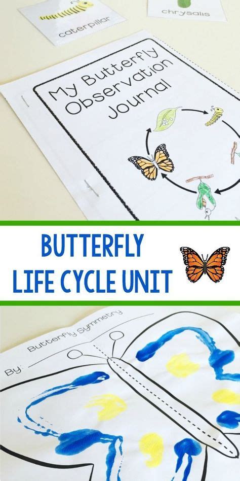 life cycle   butterfly unit  preschool kindergarten