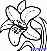 Lilies Silhouette Coloring sketch template