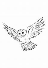 Potter Uil Kleurplaat Hedwig Tattoos Tekeningen Kleurplaten Eule Moeilijk Hogwarts Buho Hibou Zeichnungen Chouette Uilen Inkedgram Eulen Omnilabo Hiboux Schattige sketch template