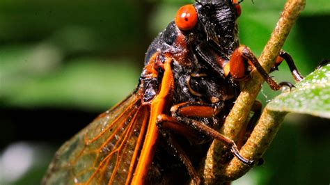 cicadas   emerge     time   years