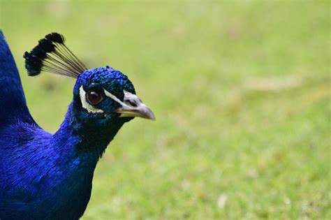 stock photo  blue feathers peacock
