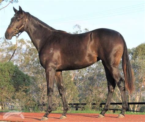 shes imperial horse profile breeding statistics form guide  news breednet