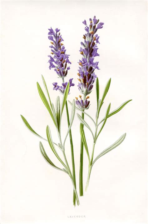lavender botanical printable graphicsfairysm  graphics fairy