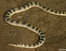 Image result for Bitia hydroides. Size: 129 x 100. Source: www.inaturalist.org