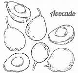 Avocado Coloring Avocados Pages Printable sketch template