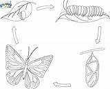 Butterfly Cycle Life Coloring Pages Clipart Kids Printable Line Drawings Clipground Kid Online sketch template