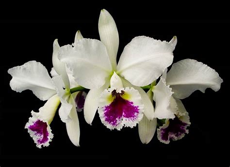 cattleya labiata s alba selecta x fcc cooperorchids orquidário