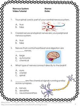 human body nervous system science center activities