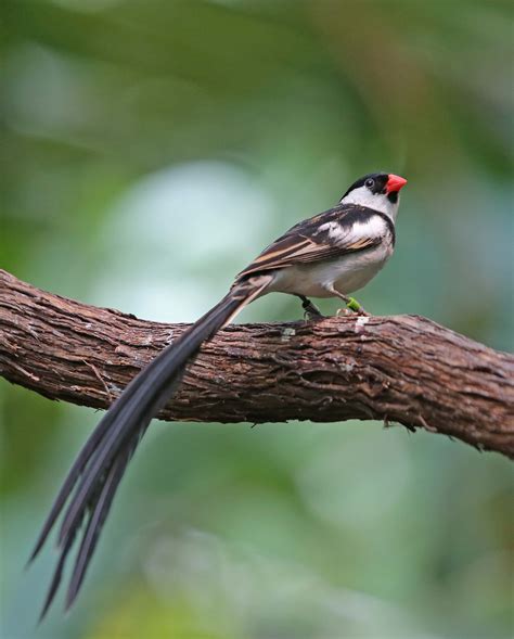 pictures  information  pin tailed whydah