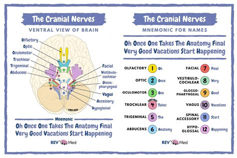 cranial nerves mnemonic anatomy vrogueco