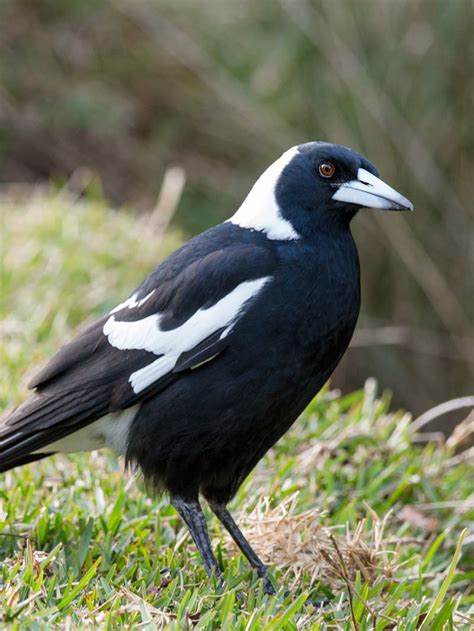 australian magpie song calls wildlife sounds  wild ambience