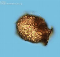 Afbeeldingsresultaten voor "ascampbelliella Urceolata". Grootte: 194 x 185. Bron: www.biodiversidadvirtual.org