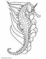 Sea Coloring Animals Pages Seahorses Printable sketch template