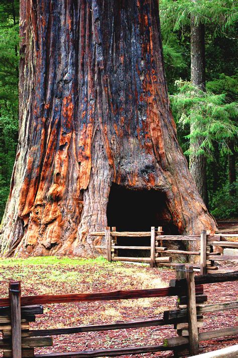 years  amazing facts   beautiful giant sequoia