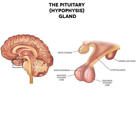 pituitary gland scottish acquired brain injury network