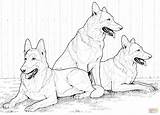 Coloring German Shepherd Pages Dog Dogs Printable Realistic Color Shepherds Print Husky Kids Siberian Puppy Adult Drawing Supercoloring Colouring Puppies sketch template