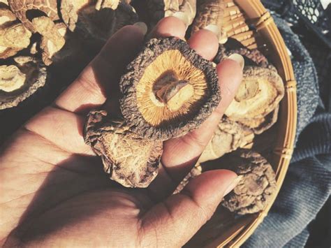 8 scientifically proven reasons to eat shiitake mushrooms