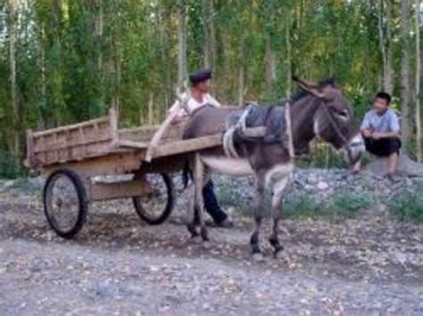 donkey cart synopsis hubpages