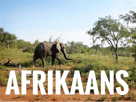 afrikaans articles   easy  read    beautiful