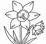 Daffodil Coloring Daffodils Flower Clipart Pages Flowers Printable Outline Online Clip Color Crocus Drawing Cliparts Drawings Trace Clipartbest Books Use sketch template