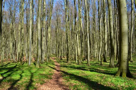plant een bos en bespaar  miljoen euro op gezondheidsuitgaven gemeente voor de toekomst