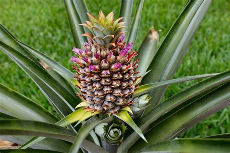 pineapple update  harvest tale  nanabreads head