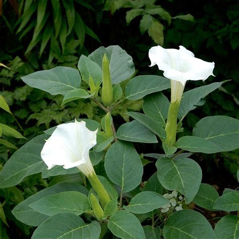 datura metel belle blanche white flower farm