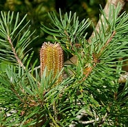 Afbeeldingsresultaten voor spinulosa. Grootte: 186 x 185. Bron: flickr.com