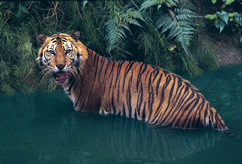 sumatran tiger mammal britannica