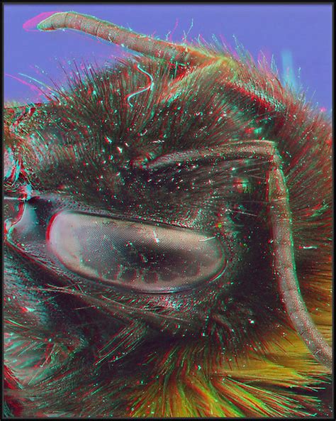 bee eye [anaglyph] bumble bee s eye in 3d wear red cyan a… flickr