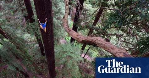 World View Free Climbing A Giant Redwood Eureka Northern California