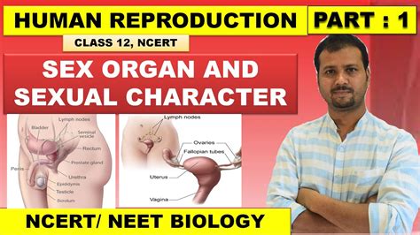 Human Reproduction Lecture 1 Class 12 Sex Organ And