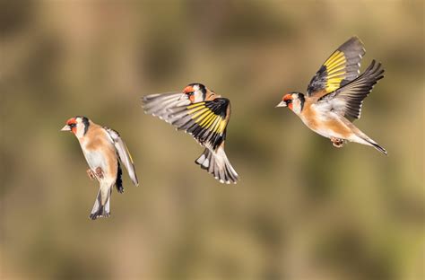 tips  photographing birds  flight photocrowd photography blog