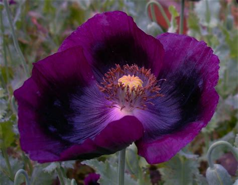 How To Grow And Care For Poppies Love The Garden