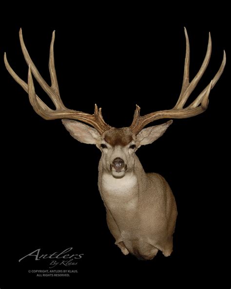 sonora giant mule deer antlers  klaus