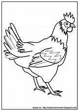 Chicken Kura Chickens Templates Kolorowanki Coloringfolder sketch template