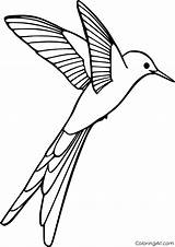 Hummingbird Coloring Pages Flying Simple sketch template