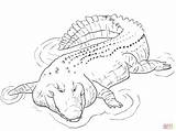 Coccodrillo Cocodrilo Colorare Indo Sketsa Alligator Buas Binatang Pacifique Bassin Marin Bambini Croc Putih Hitam Saltwater Python Marino Animali Leistenkrokodil sketch template