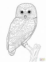 Owl Snowy Coloring Pages Color Print Printable Getcolorings Edge sketch template