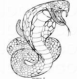 Snake Cobra Coloring Pages King Logo Rattlesnake Ninjago Clipart Head Animals Venomous Drawing Royalty Draw Printable Rattle Stock Color Viper sketch template