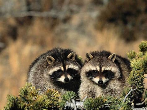 raccoon wallpapers fun animals wiki  pictures stories