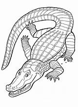 Coloring Pages Reptiles Printable Alligator Popular sketch template