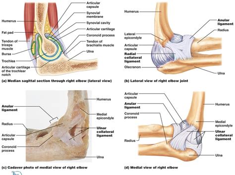 elbow jointanatomymovement muscle involvement   relief