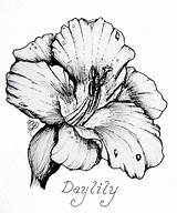 Daylily Drawing Drawings Luscious Paintingvalley sketch template