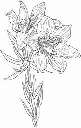 Pages Lilium Lirios Colorare Sheets Dover Coloriage Lilies Orangé Lys Flor Fleurs Blumen Gigli Lilie Ausmalbild Schalen Fosterginger Espectaculares Varias sketch template