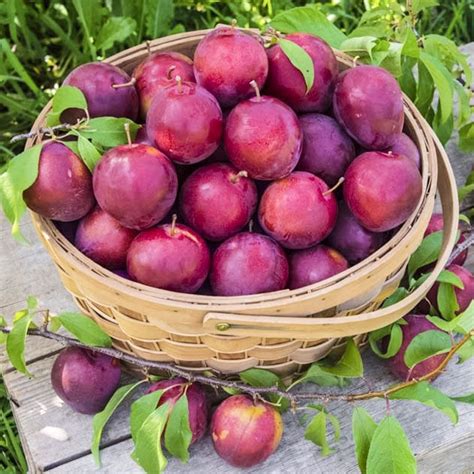 alderman plum gilbys nursery orchard llc
