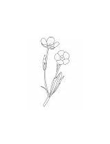 Buttercup Flower Coloring Spring sketch template