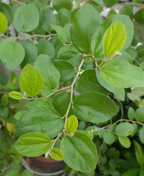 khasiat daun bidara whitebarley